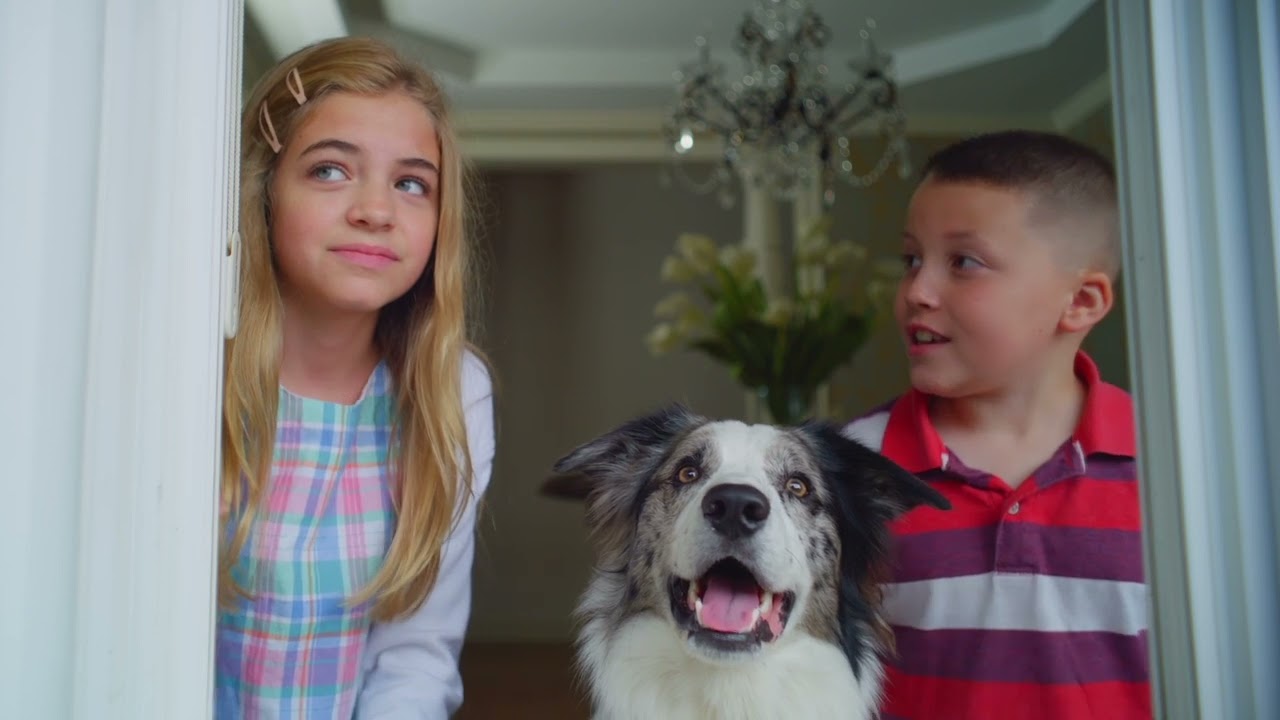 Лохматый патруль 